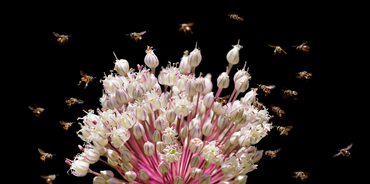 Bees flying around a flower, symbolizing an active social media community